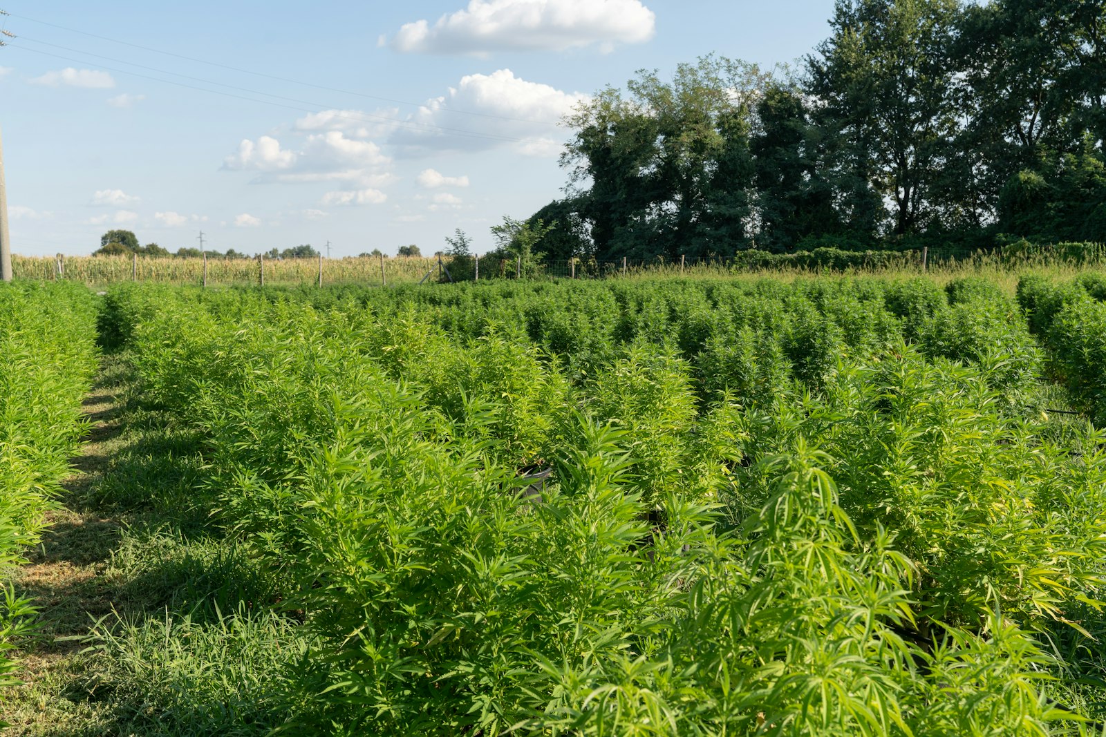 A cannabis farmer inspecting plants at the farm