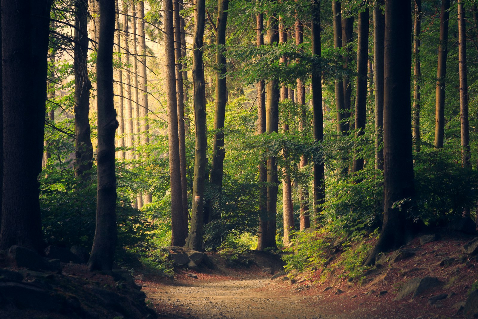 Woodland walk