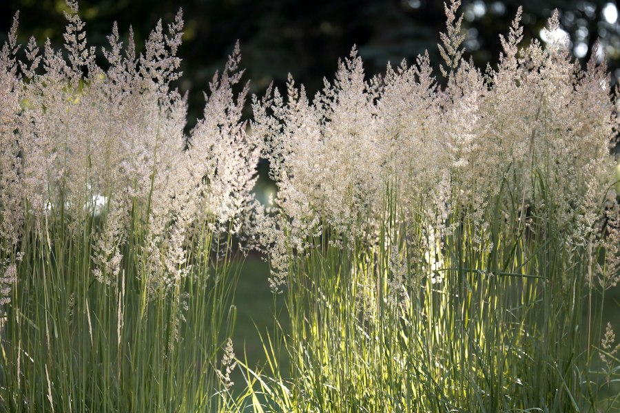 The Gravel Garden