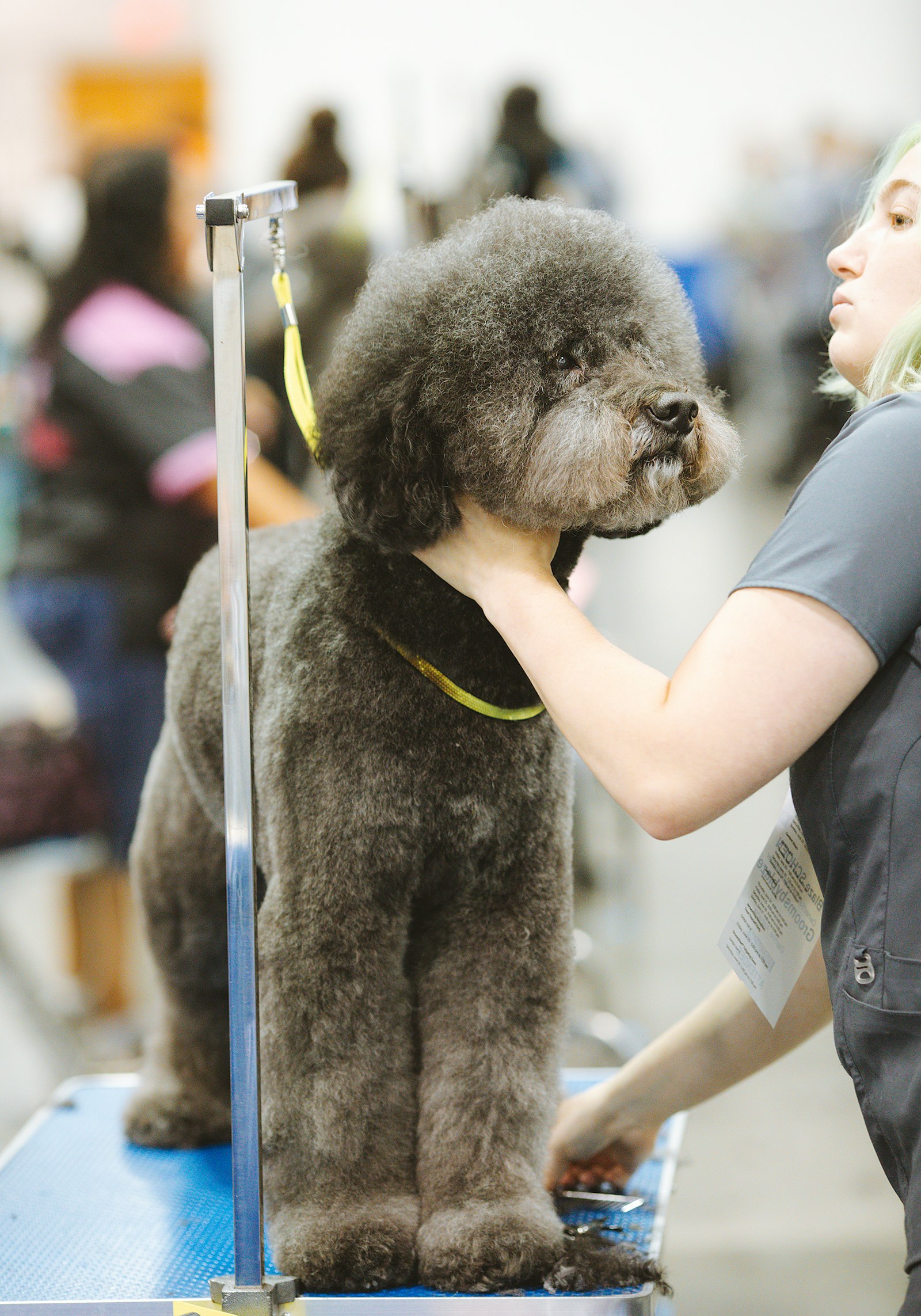 Black poodle with yellow leash