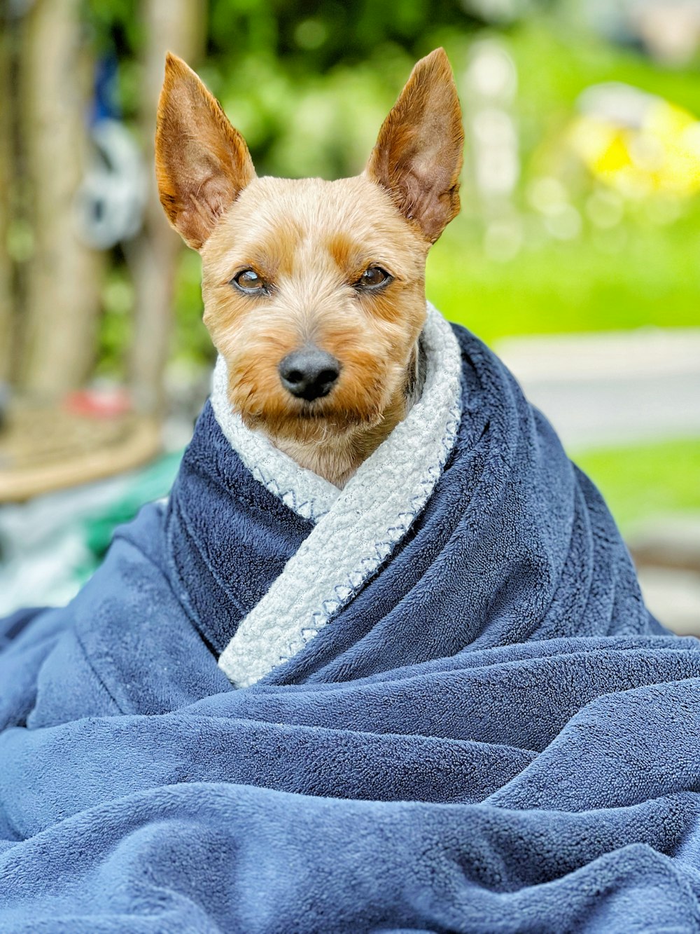 A small dog wrapped in a blue towel