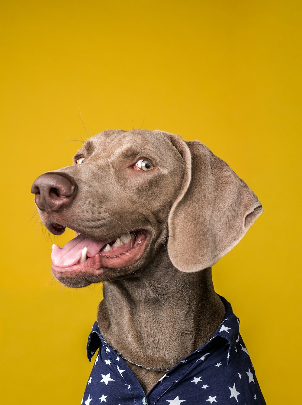 A close-up of a dog