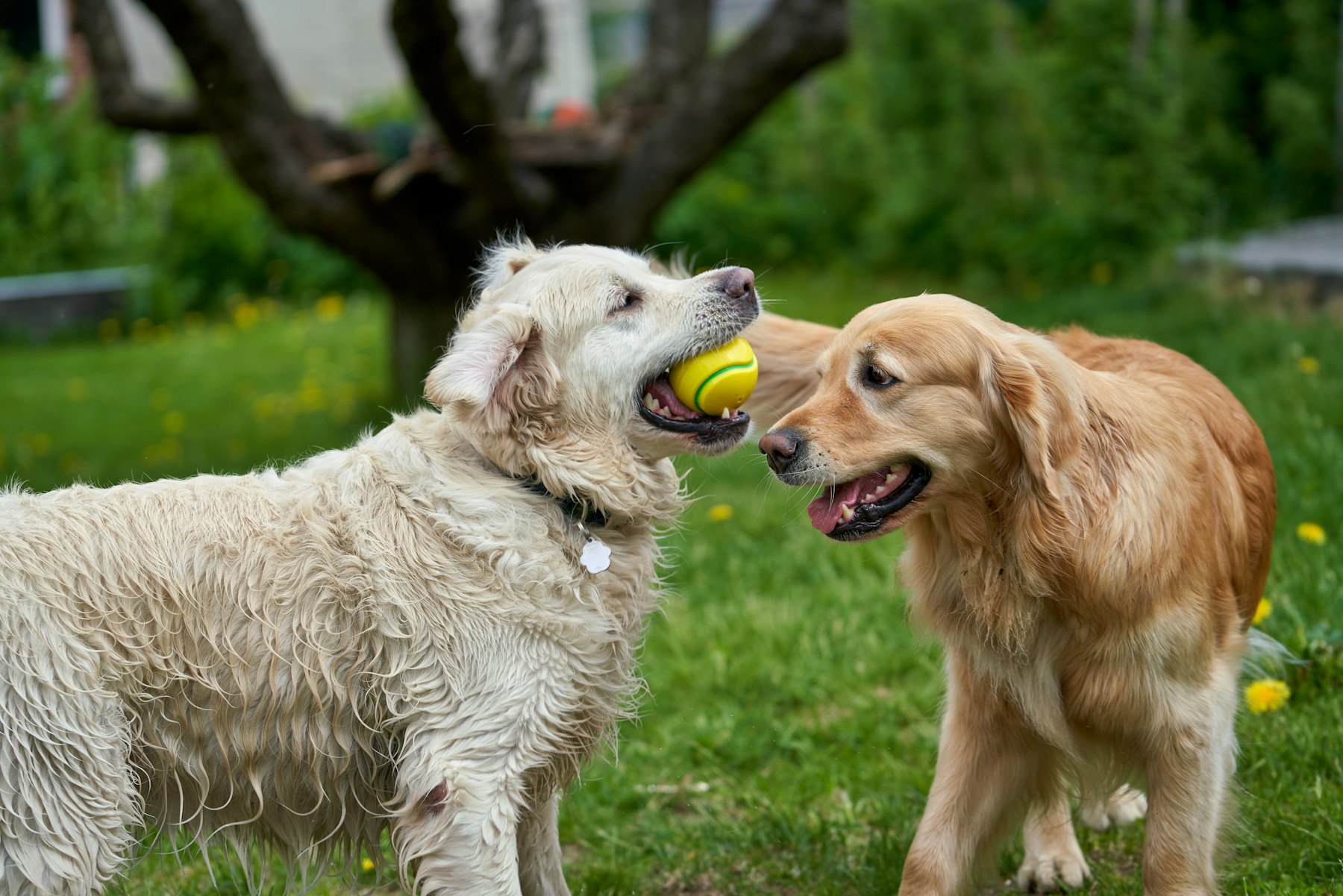 Two golden retrievers playing with a ball