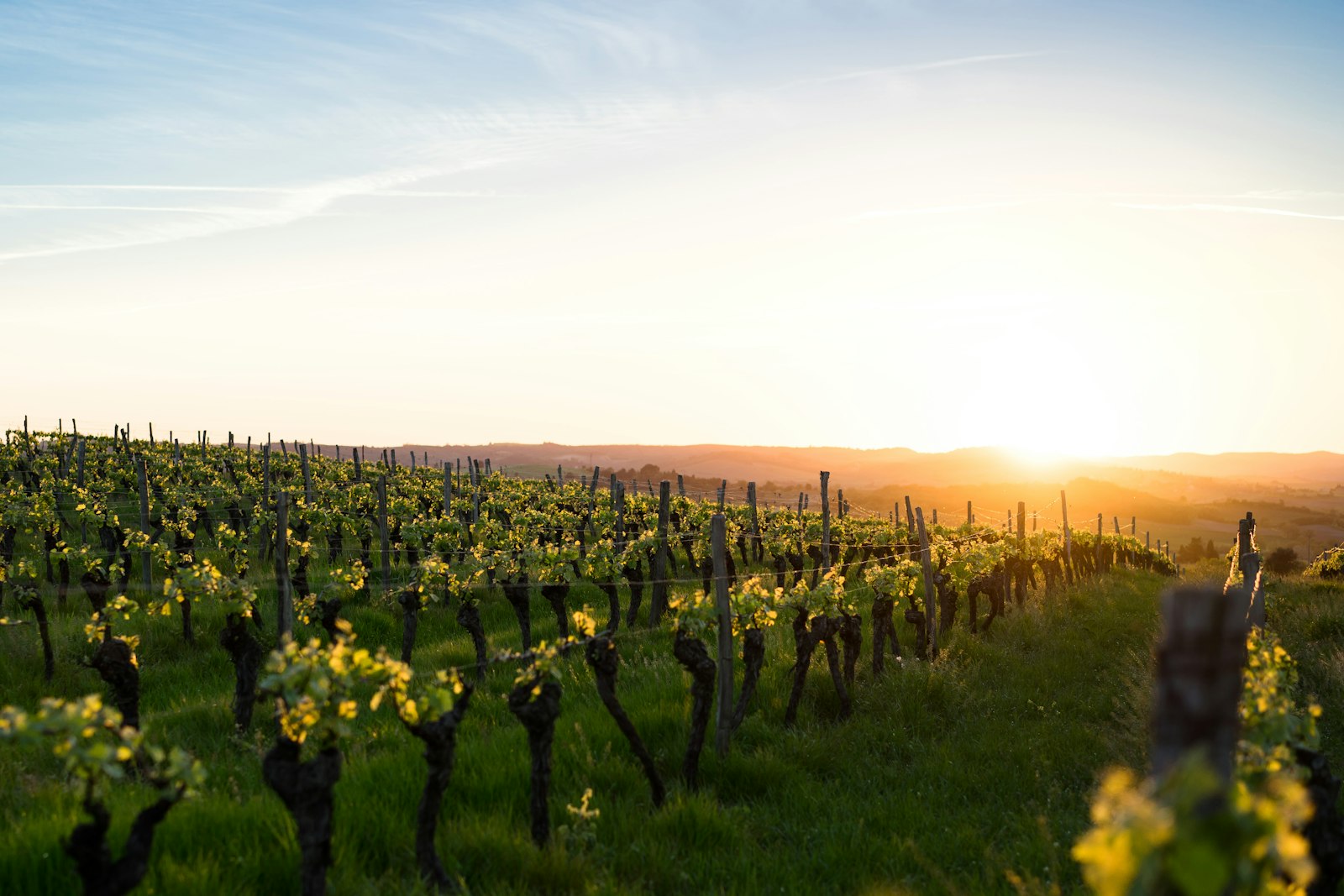The Coteau vineyard